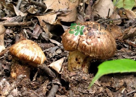 孕婦可以吃松茸嗎？松茸孕婦能吃嗎