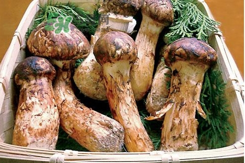 松茸新鮮好還是干貨好？松露和松茸的區(qū)別