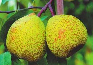 萊陽(yáng)梨什么時(shí)候成熟？萊陽(yáng)梨多少錢一斤？