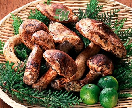 新鮮松茸怎么清洗？新鮮松茸怎么處理