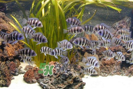 錦鯉有什么寓意？錦鯉代表什么意思