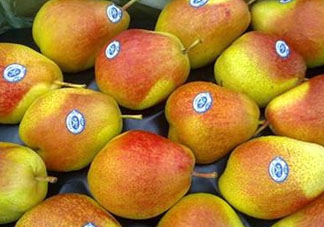 香蕉梨怎么熟的快？香蕉梨怎么變軟？