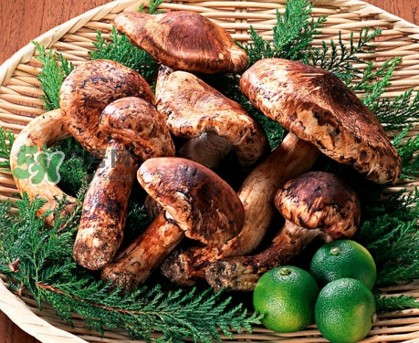 松茸是哪里的特產？松茸是不是越大越好