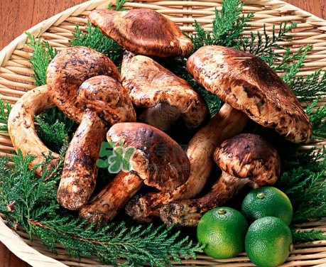 松茸是什么東西？松茸是蘑菇嗎