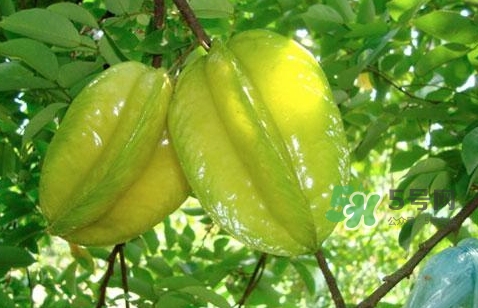 楊桃熱量高嗎？楊桃減肥嗎？