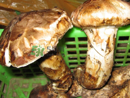 孕婦可以吃松茸嗎？松茸孕婦能吃嗎