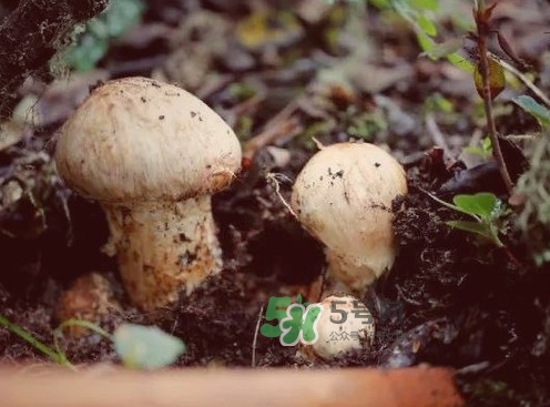 松茸是哪里的特產？松茸是不是越大越好