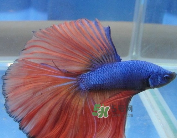 錦鯉有什么寓意？錦鯉代表什么意思