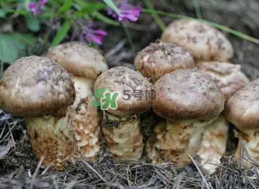 產(chǎn)婦能吃松茸嗎？哺乳期可以吃松茸嗎
