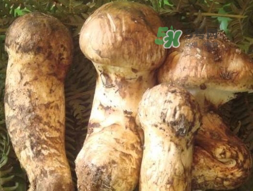 松茸新鮮好還是干貨好？松露和松茸的區(qū)別