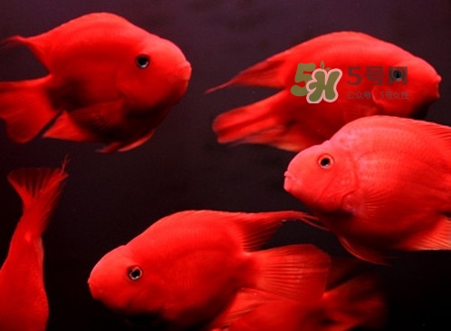 錦鯉有什么寓意？錦鯉代表什么意思