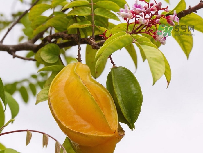 月經(jīng)期可以吃楊桃嗎？月經(jīng)期可以吃什么水果？