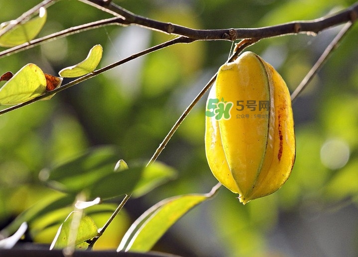 楊桃可以直接吃嗎？楊桃可以生吃嗎？