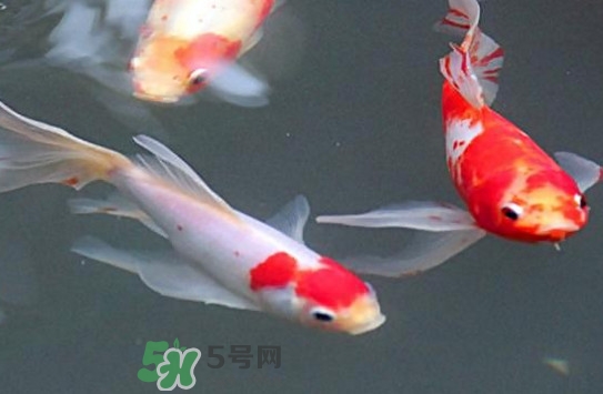 錦鯉多少錢一條？錦鯉怎么養(yǎng)不容易死