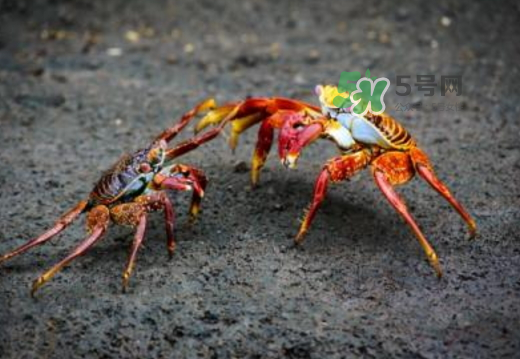 紅印蟹怎么回事？紅印蟹有什么不同？