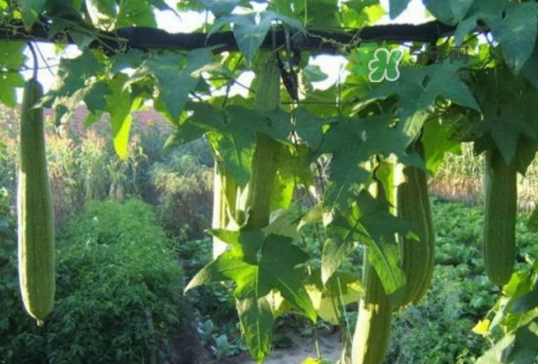 絲瓜水怎么提取？絲瓜水和黃瓜水哪個更好？