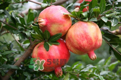 石榴不能和什么一起吃？石榴哪些人不能吃？