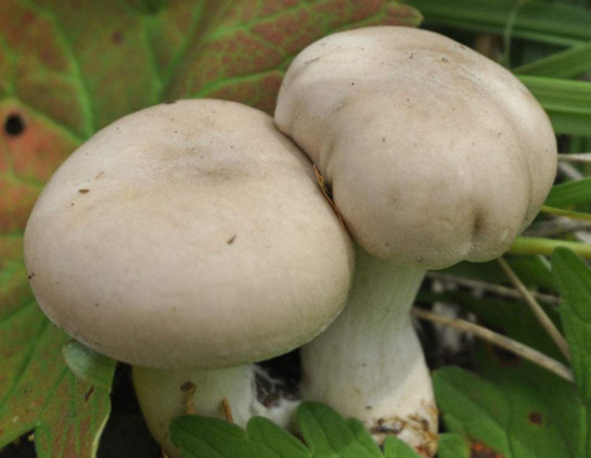 白蘑菇是什么蘑菇？白蘑菇有毒嗎