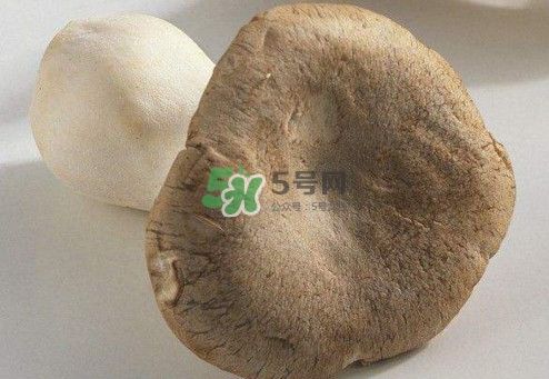 杏鮑菇用水焯嗎？杏鮑菇怎么做好吃