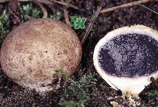 松露什么時候采摘？松露怎么采摘
