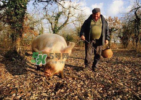 松露什么時候采摘？松露怎么采摘