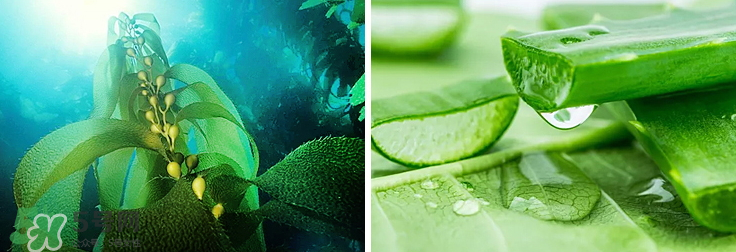 紀(jì)皙妍氣墊bb霜怎么樣？紀(jì)皙妍氣墊好不好用？