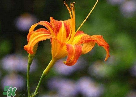 黃花菜怎么采摘？黃花菜怎么清洗