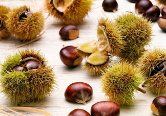 被板栗刺了怎么辦？板栗刺球煮水喝有什么作用