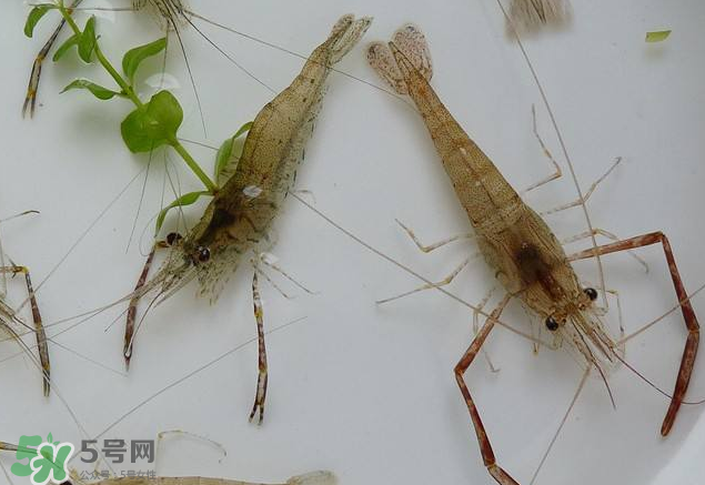 河蝦是發(fā)物嗎？河蝦是不是發(fā)物？