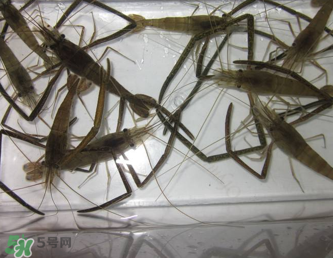 河蝦是發(fā)物嗎？河蝦是不是發(fā)物？