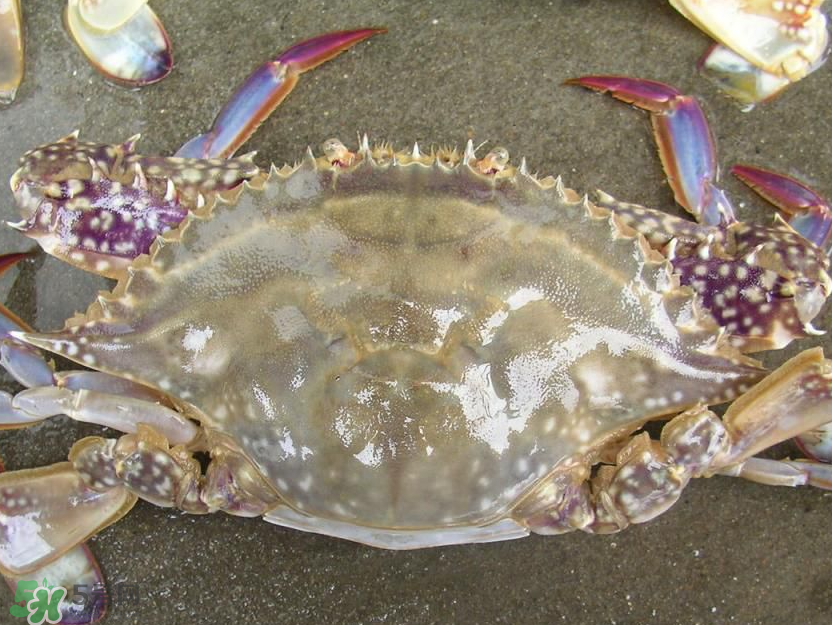 來月經(jīng)能吃梭子蟹嗎？經(jīng)期能吃梭子蟹嗎？