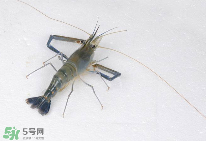 河蝦是酸性還是堿性？河蝦是涼性還是熱性？