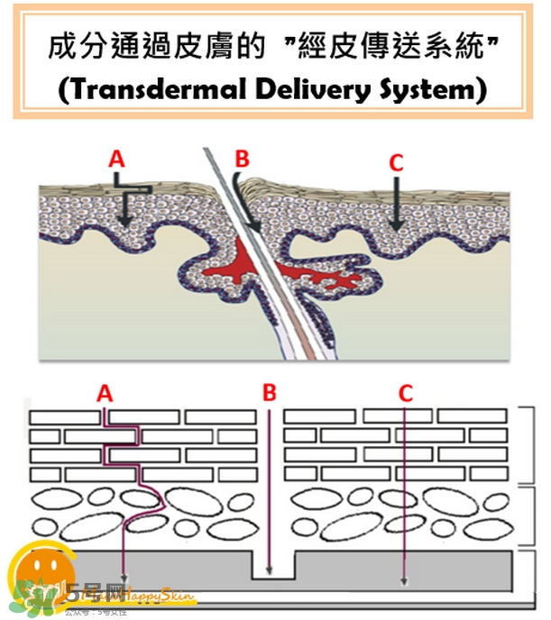 為什么要先乳后水_先乳后水是什么原理 為什么要先乳后水_先乳后水是什么原理