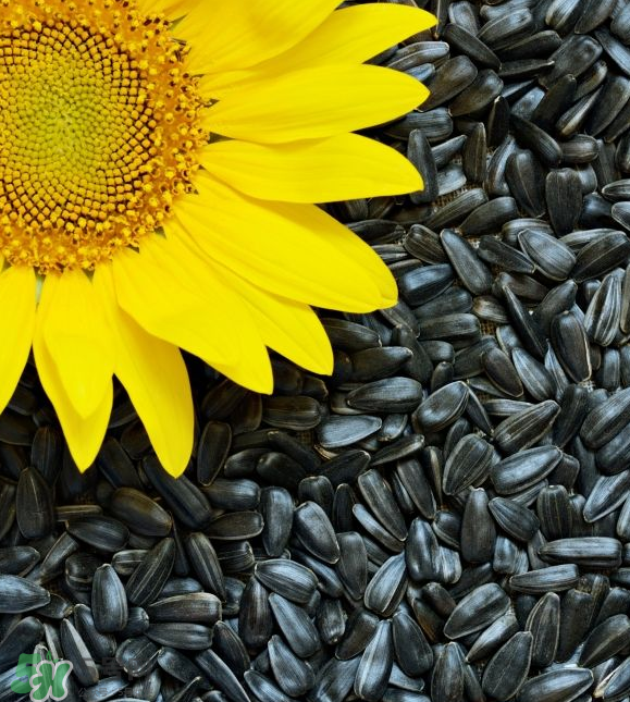葵花籽是果實(shí)還是種子？葵花籽是堅(jiān)果嗎？