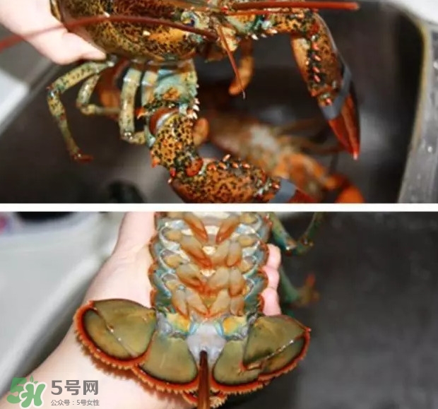 波士頓龍蝦有多大？波士頓龍蝦怎樣去殼