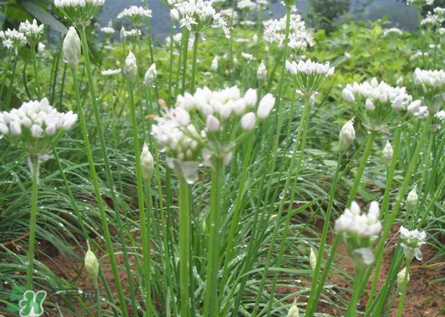 韭菜籽泡水喝有效果嗎？韭菜籽能直接泡水喝嗎？