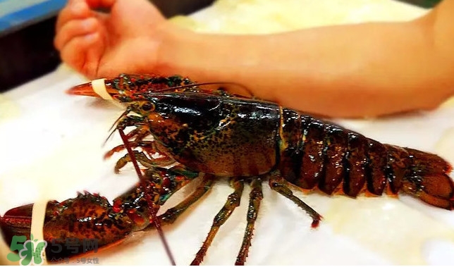 波士頓龍蝦產(chǎn)自波士頓嗎？波士頓龍蝦是哪里的