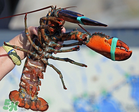 4斤的波士頓龍蝦多少錢？波士頓龍蝦怎么處理