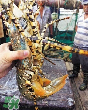 中華錦繡龍蝦是保護(hù)動物嗎？中華錦繡龍蝦稀有嗎