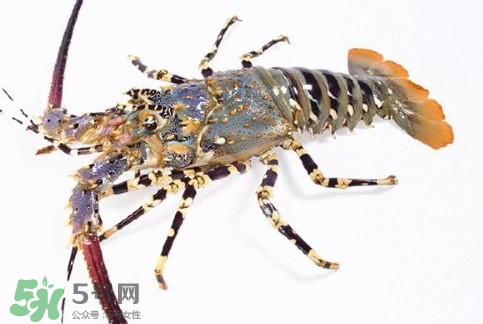 中華錦繡龍蝦多少錢一斤？中華錦繡龍蝦為什么那么貴