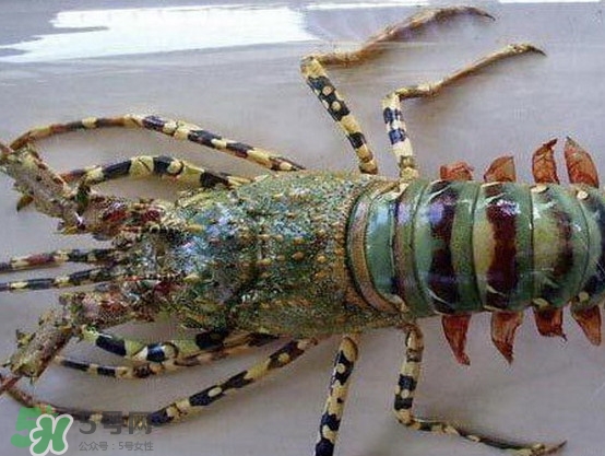 中華錦繡龍蝦是保護(hù)動物嗎？中華錦繡龍蝦稀有嗎