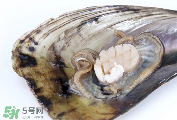 帶子是扇貝嗎？帶子和扇貝哪個好吃