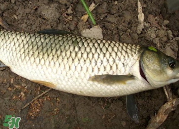 黑魚和草魚哪個好吃？黑魚不適合什么人吃