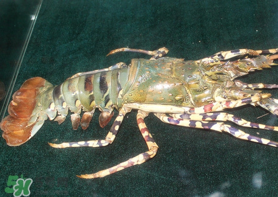 中華錦繡龍蝦多少錢一斤？中華錦繡龍蝦為什么那么貴