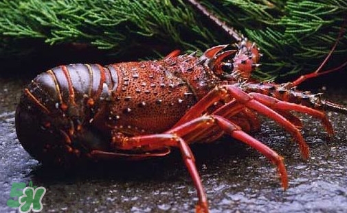 中華錦繡龍蝦多少錢一斤？中華錦繡龍蝦為什么那么貴