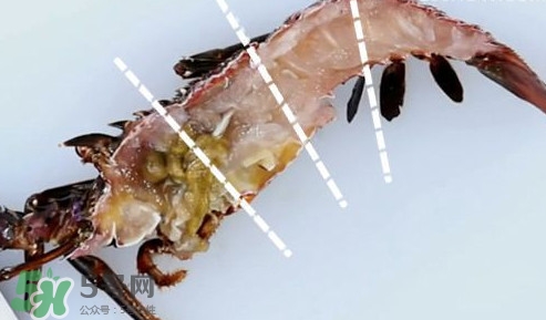 波士頓龍蝦產(chǎn)自波士頓嗎？波士頓龍蝦是哪里的