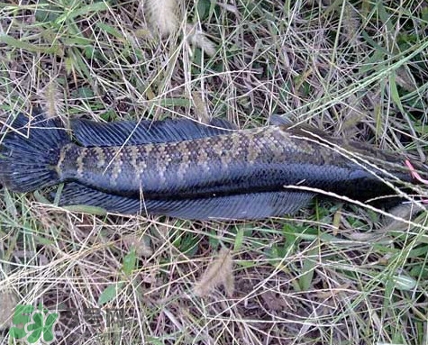 黑魚和草魚哪個好吃？黑魚不適合什么人吃