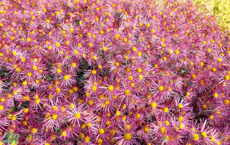 秋天開花嗎？秋天的花有哪些？