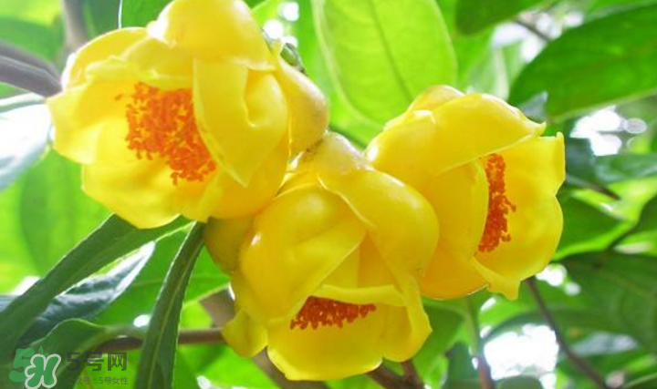 秋天開花嗎？秋天的花有哪些？