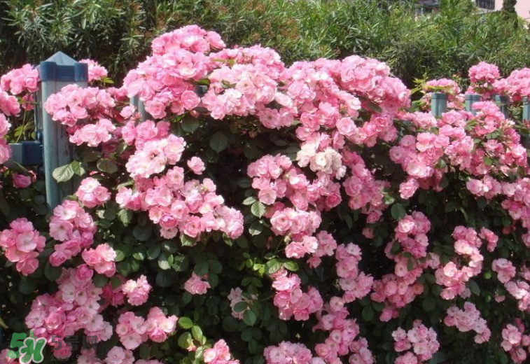 秋天開花嗎？秋天的花有哪些？